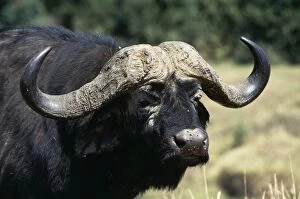 Images Dated 15th July 2004: Cape Buffalo Close-up of head, Maasai Mara National Park, Africa