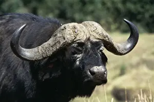 Cape Buffalo Close-up of head, Maasai Mara National Park, Africa