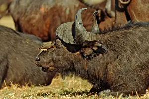 Cape Buffalo CRH 127 With Yellow-billed Oxpecker removing parasites - Chobe, Botswana Syncerus caffer & Buphagus africanus © Chris Harvey / ardea. com