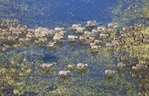 Cape Buffalo Gallery: Cape Buffalo - crossing a marsh area - aerial view