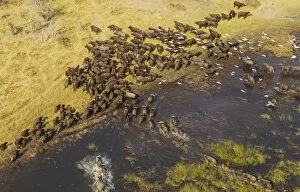 Buffalos Gallery: Cape Buffalo crossing a marsh area the white birds
