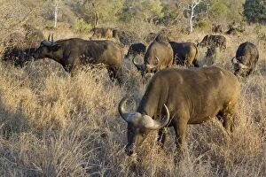 Images Dated 6th August 2008: Cape Buffalo - feeding - Mala Mala Reserve - South Africa
