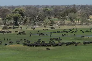 Cape Buffalo - Herd Okavango Delta Botswana Africa