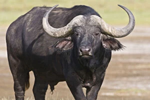 Cape Buffalo at Lake Nakuru NP, Kenya