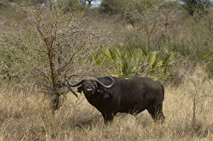 Caffer Gallery: Cape Buffalo, Meru National Park, Kenya