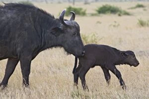 Images Dated 19th January 2006: Cape Buffalo - Mother and newborn calf (2-3 days old) separated from herd Maasai Mara Conservancy