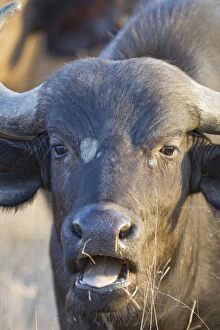 Cape Buffalo - with mouth open