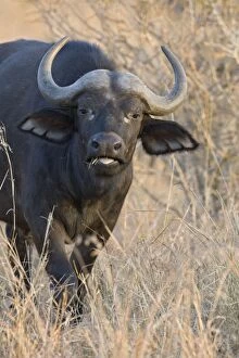 Images Dated 6th August 2008: Cape Buffalo - with mouth open - Mala Mala Reserve - South Africa
