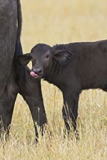 Images Dated 19th January 2006: Cape Buffalo - Newborn calf (2-3 days old) Maasai Mara Conservancy, Kenya