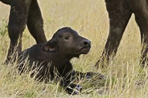 Images Dated 19th January 2006: Cape Buffalo - Newborn calf (2-3 days old) Maasai Mara Conservancy, Kenya