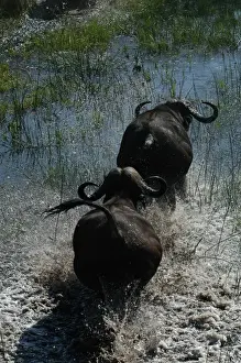 Cape Buffalo - Okavango Delta Botswana Africa