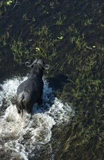 Images Dated 14th May 2004: Cape Buffalo - Okavango Delta Botswana Africa