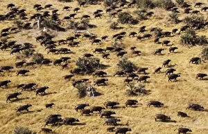 Images Dated 8th September 2014: Cape Buffalo roaming herd aerial view