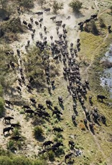 Caffer Gallery: Cape Buffalo roaming herd aerial view
