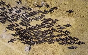 Buffalos Gallery: Cape Buffalo roaming herd with Cattle Egrets (Bubulcus)
