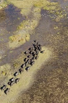 Caffer Gallery: Cape Buffalo roaming herd in a freshwater marsh