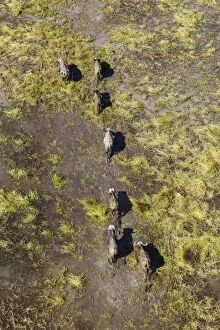 Caffer Gallery: Cape Buffalo roaming herd in a freshwater marsh aerial view