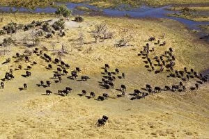 Caffer Gallery: Cape Buffalo roaming herd at the Gomoti River aerial view