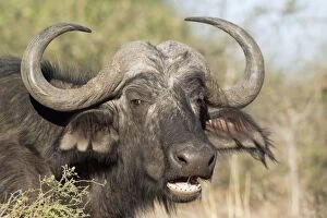 Cape Buffalo - ruminating bull