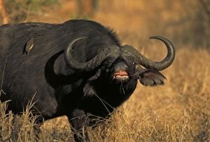 Cape Buffalo - Showing teeth. With Red-billed Oxpecker on back