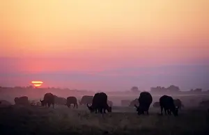 Wildilfe Prints: Cape Buffalo - in the sunset Botswana, Africa