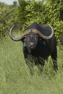 Caffer Gallery: Cape buffalo (Syncerus caffer caffer), Hwange