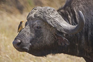 Cape Buffalo (Syncerus caffer) with Red-billed