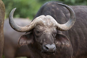 Caffer Gallery: Cape Buffalo (Syncerus caffer), Samburu