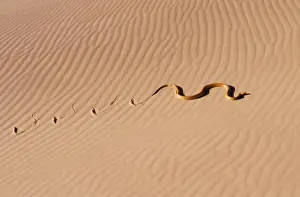 Dune Prints: Cape Cobra Namibia, Africa