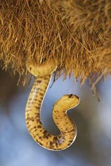 Cape Cobra - raiding a huge communal nest of Sociable