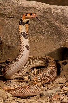 Cape Coral Snake Aspidelaps lubricus cowlesi