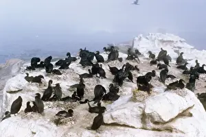 Cape Cormorant - breeding colony