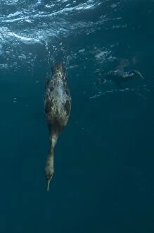 Cape Cormorant diving from surface