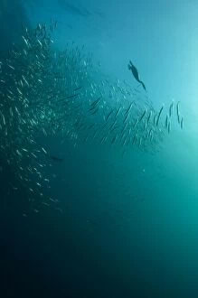 Images Dated 8th July 2011: Cape Cormorant swimming into baitball (school of)