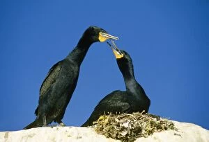 CAPE CORMORANTS - pair, one on nest