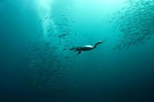 Cape Cormorants swimming into baitball (school of