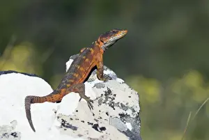 Cape Crag Lizard. Mountain Drive, Grahamstown, Eastern Cape, South Africa