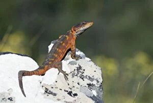 Images Dated 24th April 2007: Cape Crag Lizard. Mountain Drive, Grahamstown, Eastern Cape, South Africa