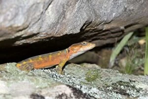 Cape Crag Lizard / Small-scale Girdled Lizard - resting in entrance of rock cavity