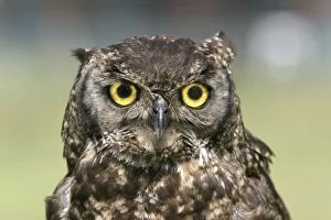 Cape Eagle Owl - Close-up of head