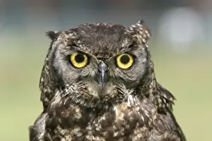 Cape Eagle Owl - Close-up of head. Cape Province. South Africa