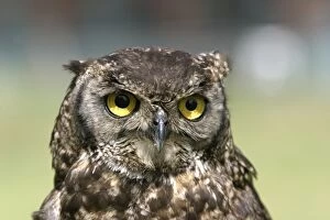 Images Dated 28th October 2003: Cape Eagle Owl. South Africa. Africa