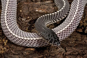 Images Dated 2nd June 2010: Cape File Snake, Meheyla capensis, Native