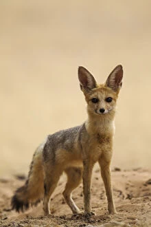 Cape Fox - alert at its burrow - Kalahari Desert