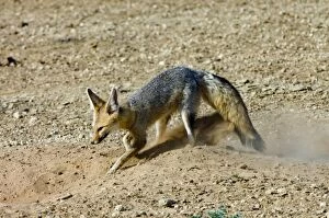 Cape Fox - Digging at burrow entrance