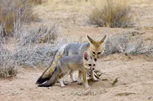 Vixen Prints: Cape Fox - Female grooming pup