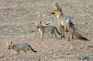 Images Dated 10th October 2005: Cape Fox - Female with pups at burrow entrance. Nocturnal predator of invertebrates, rodents