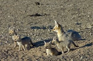 Cape Fox - Female with pups at burrow entrance