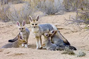Cape Fox - Female suckling well-grown pups. Nocturnal predator of invertebrates, rodents, reptiles and birds. Also wild fruit and carrion. Only true fox in subregion. Endemic in South Africa, Botswana, Namibia and SW Angola