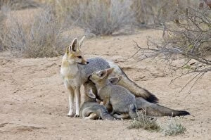 Cape Fox - Female suckling well-grown pups